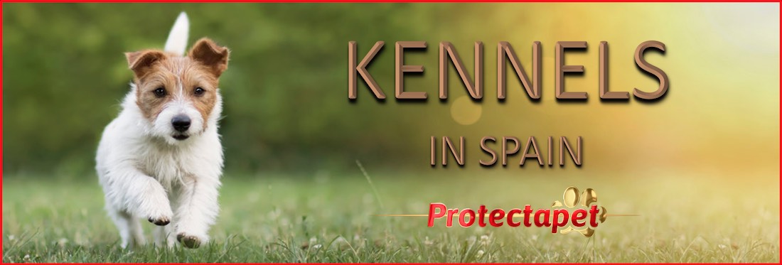 A jack russel dog running over the grass promoting dog kennels in Spain.